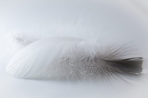 selective focus photography of feather